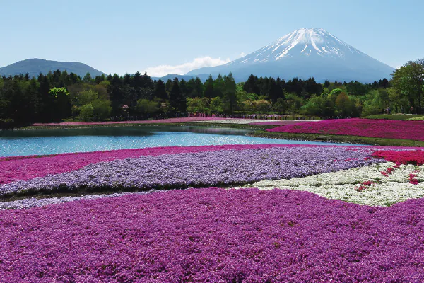 1873富士を望む芝桜まつり
