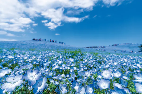 1878北関東春の花競演と世界遺産日光東照宮