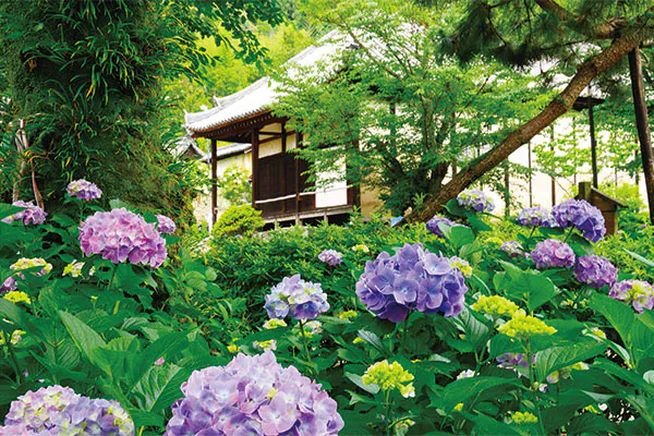 9894矢田寺のあじさいと矢田丘陵縦走