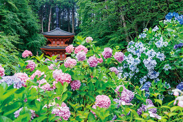 【6月】第5回　関西花の寺二十五ヶ所霊場めぐり