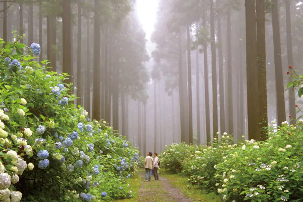2858約400種4万株のあじさいが咲き誇る幻想的な空間世界文化遺産中尊寺とみちのくあじさい園