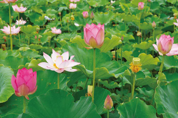 【7月】第6回　関西花の寺二十五ヶ所霊場めぐり