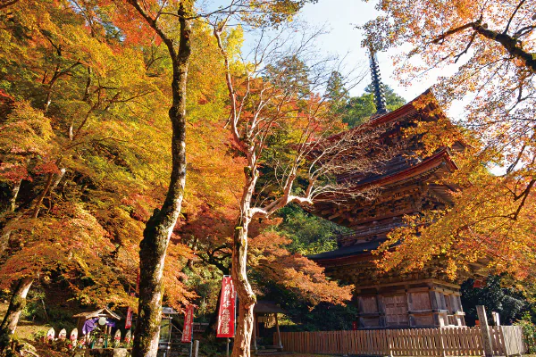 【11月】第8回　関西花の寺二十五ヶ所霊場めぐり