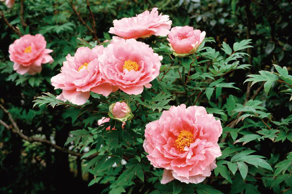 【2027年4月】第9回　関西花の寺二十五ヶ所霊場めぐり