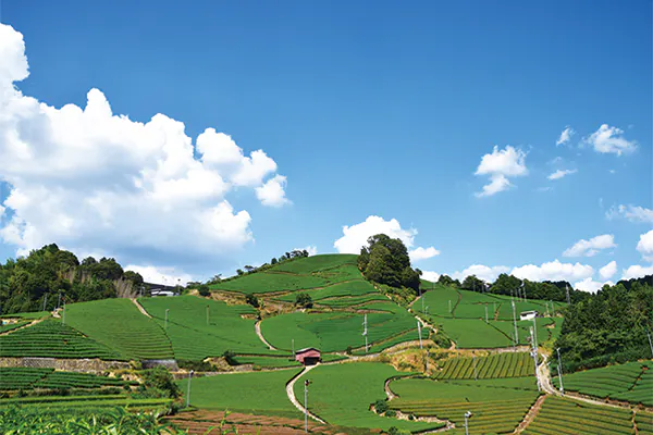 9915和束町 茶源郷ウォーク