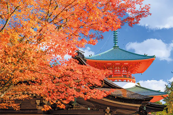 4738高野山　案内人とめぐる金剛峯寺・奥之院