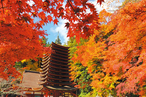4741紅葉の談山神社・長谷寺～紅・黄・緑の紅葉三色を楽しむ～