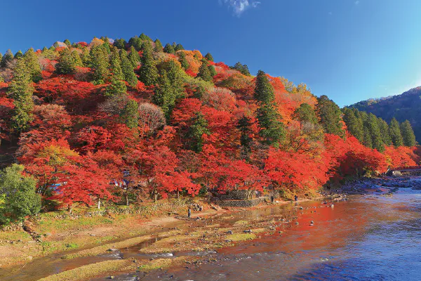4774「香嵐渓もみじまつり」と「小原四季桜」